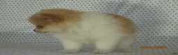 Pomeranian dogs for sale: Jack - Ad 4