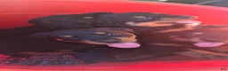 Rottweiler dogs for sale: Rottweiler 2 - Ad 1