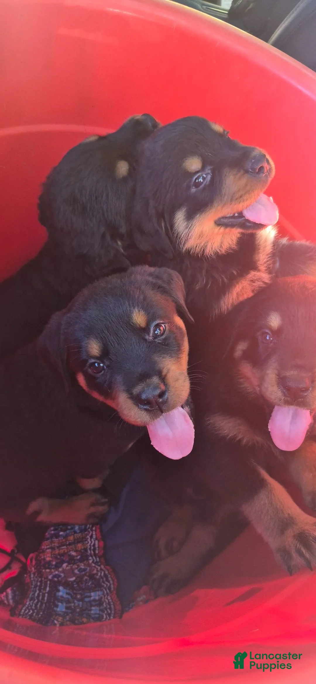 Rottweiler dogs for sale: Rottweiler 2 - Ad 1