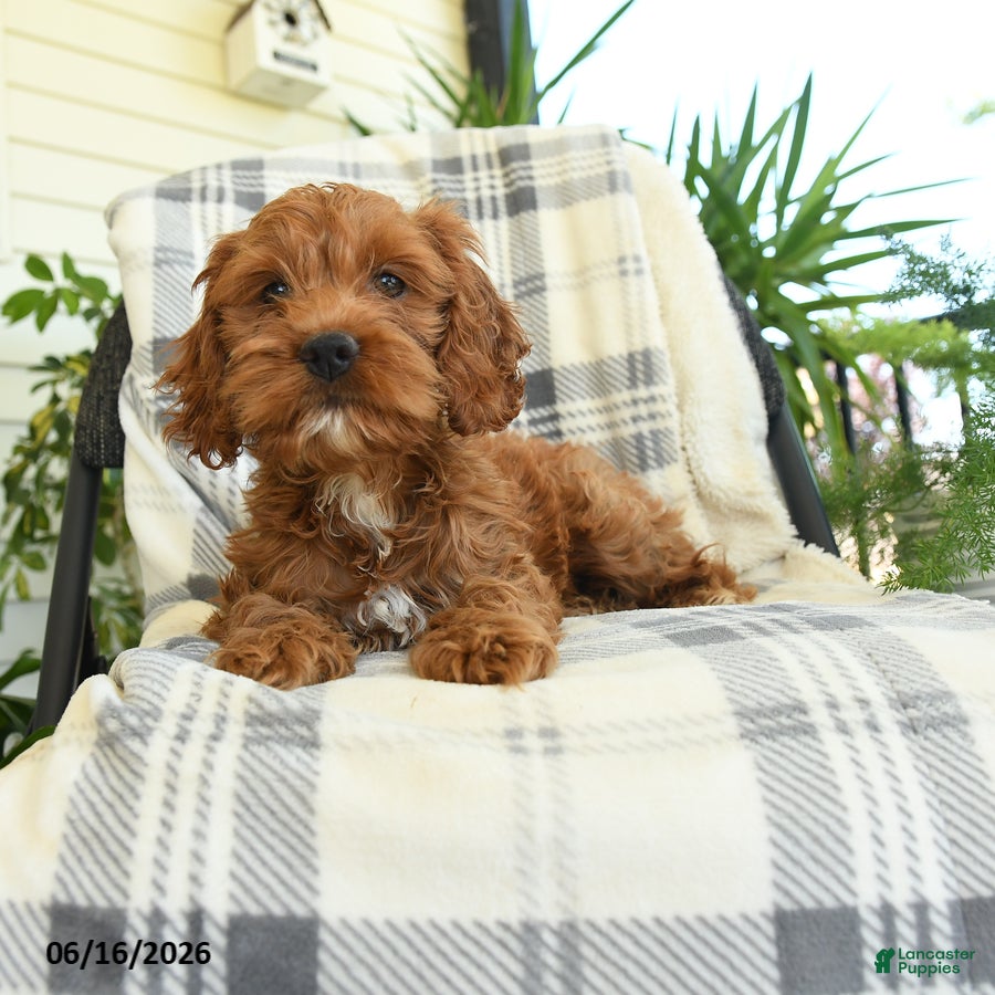 Cockapoo dogs Willow - Ad 2