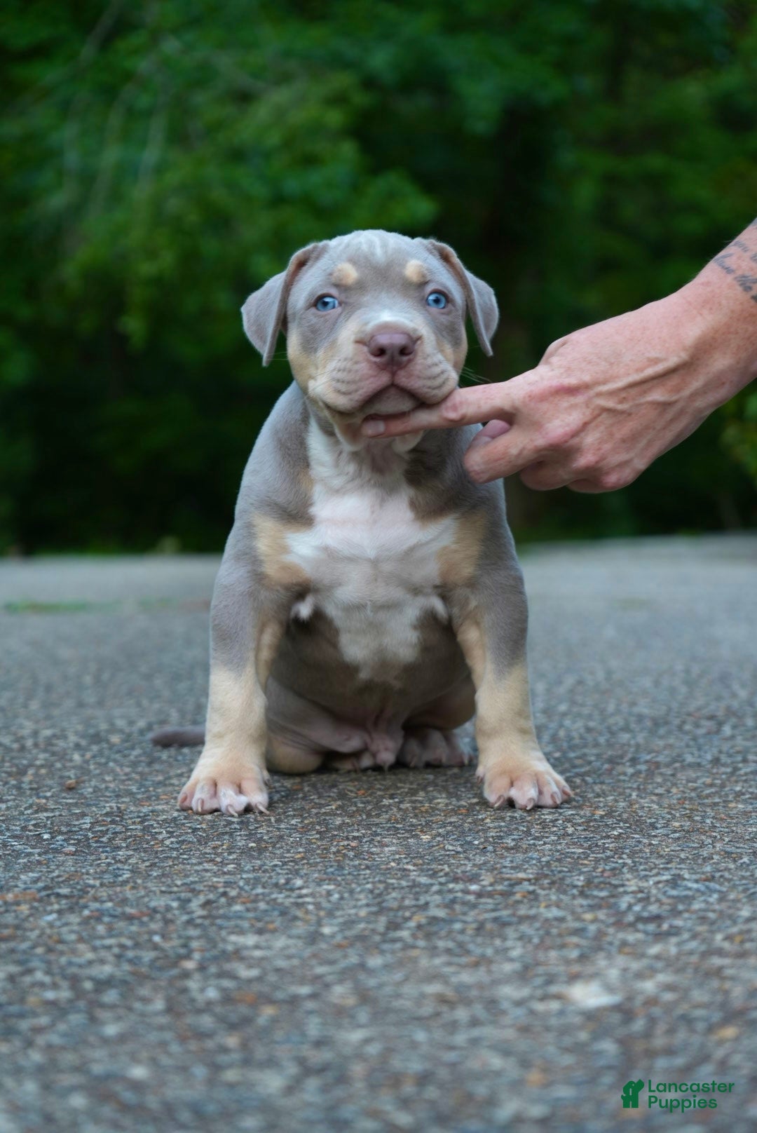 American Bully dogs American Bully Puppy 1 - Ad 1