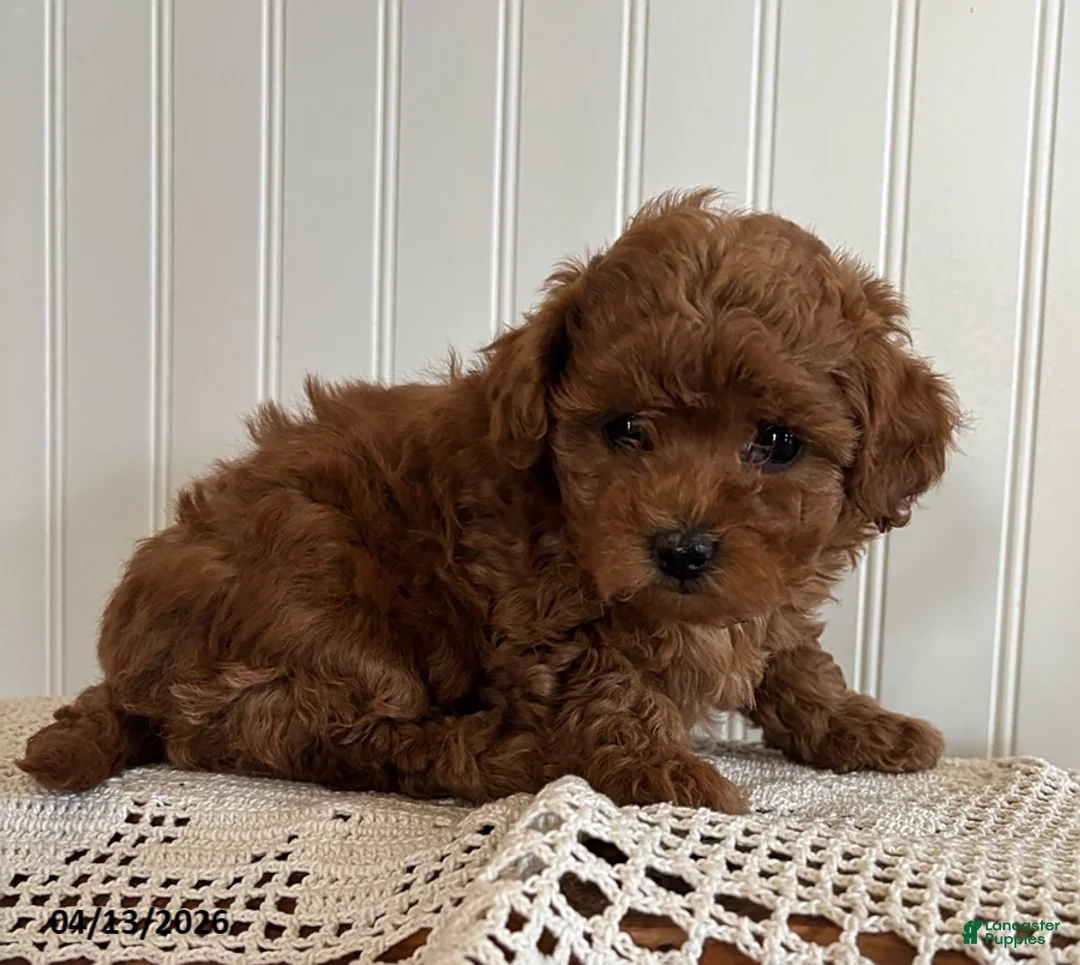 Mixed Breed dogs for sale: Daisy - Ad 2