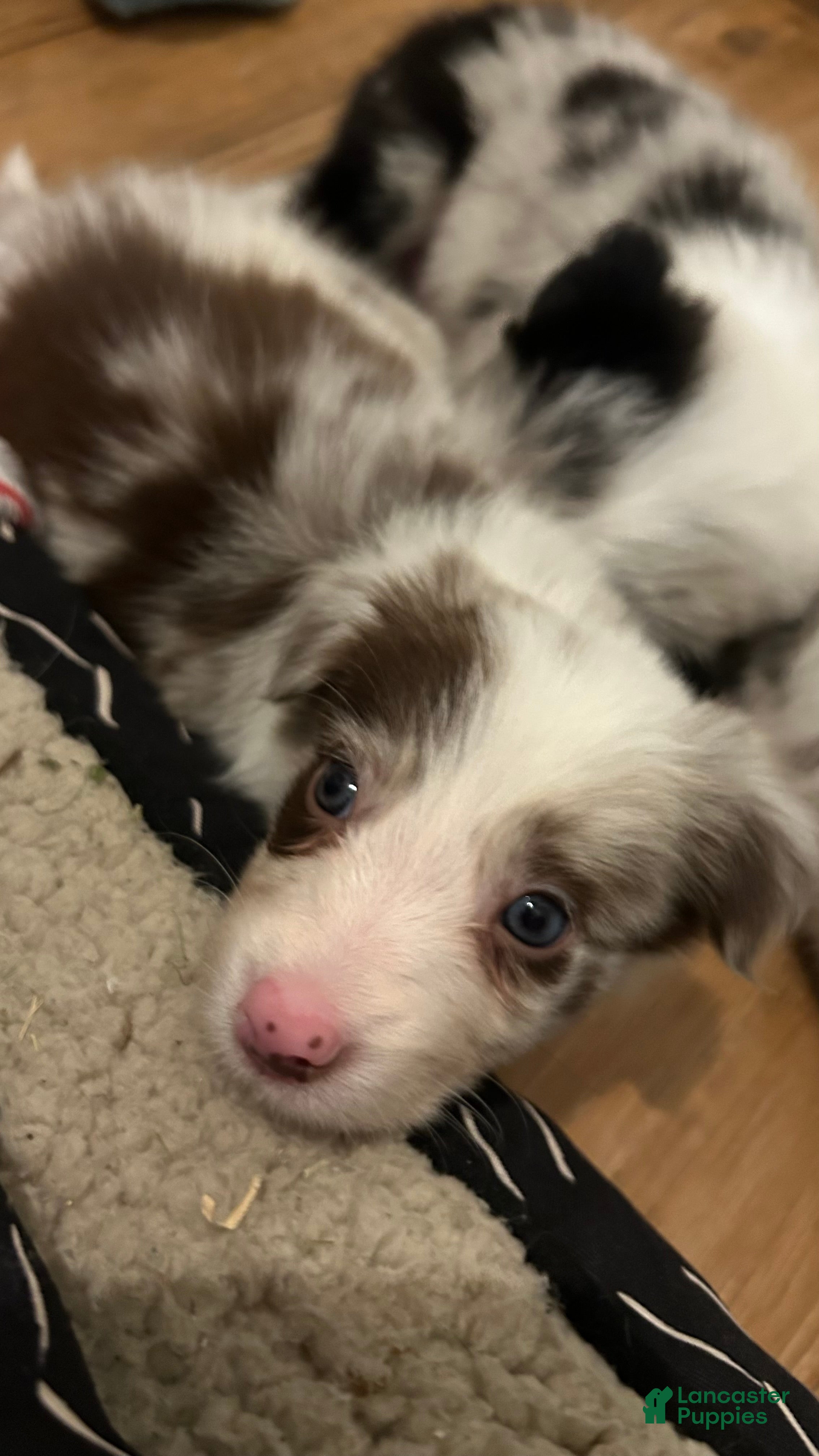 Border Collie dogs Mark Lowry - Ad 27