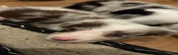 Border Collie dogs for sale: Mark Lowry - Ad 1