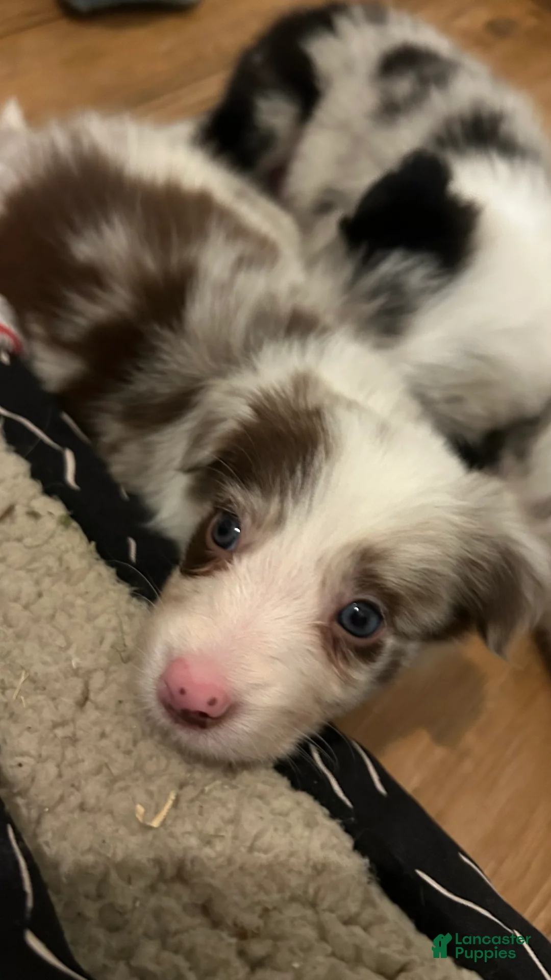 Border Collie dogs for sale: Mark Lowry - Ad 1