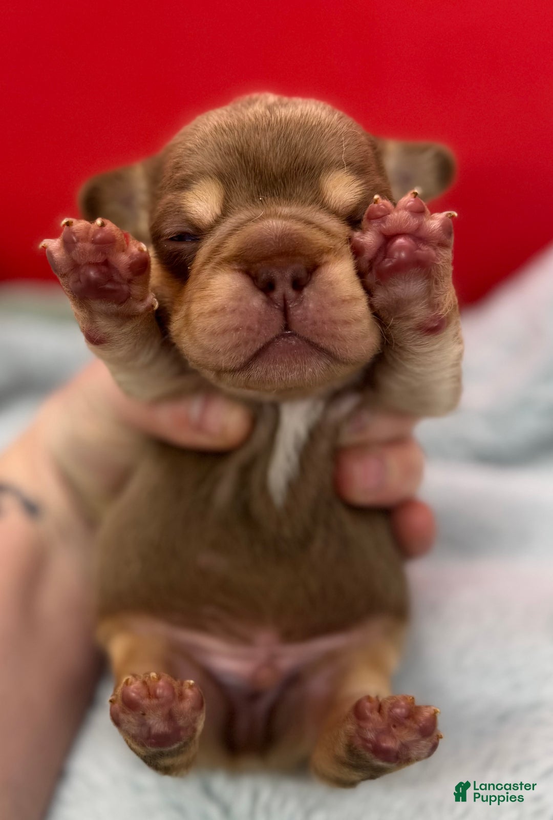 French Bulldog dogs for sale: French Bulldog Puppy 2 - Ad 6
