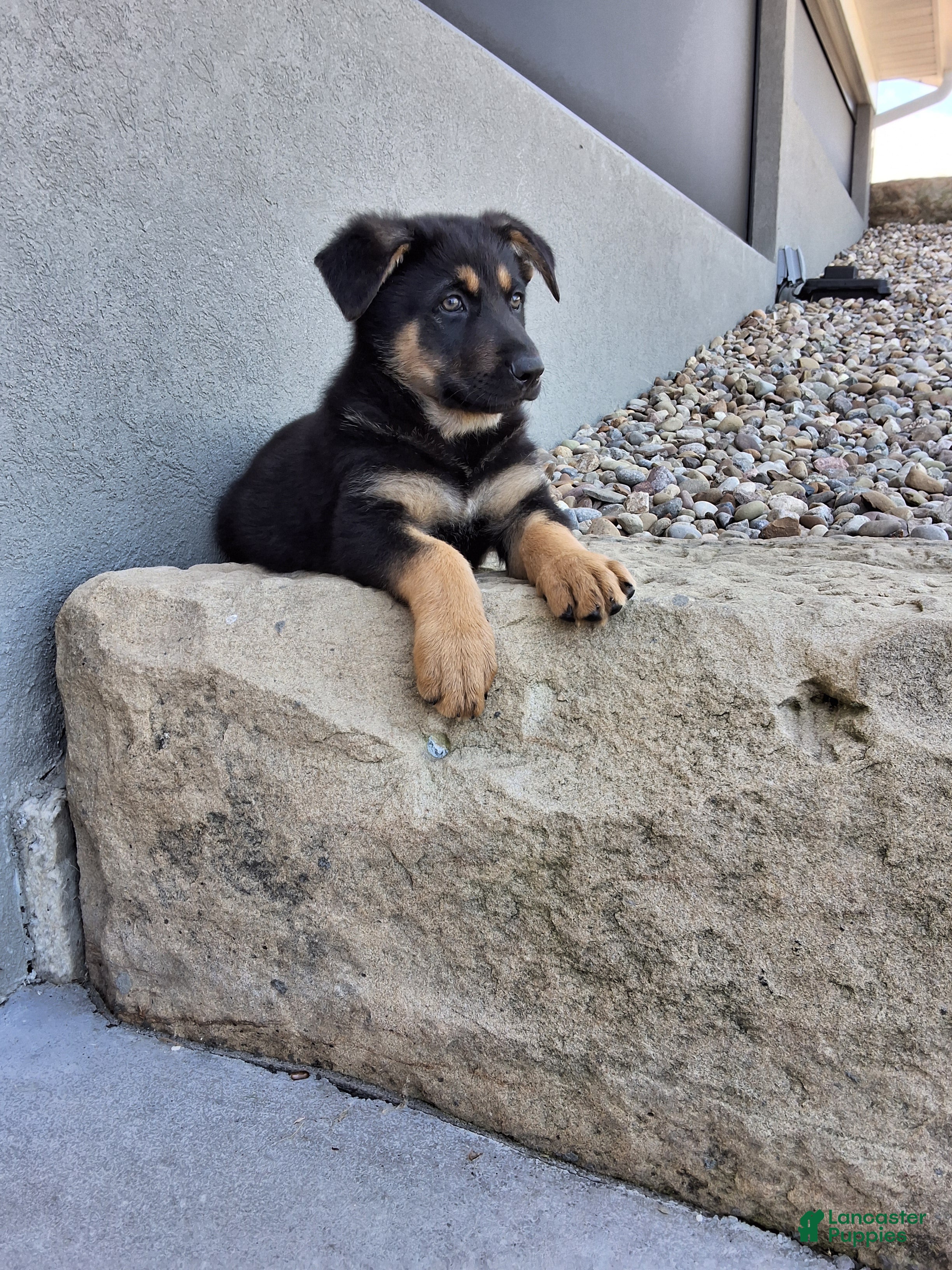 German Shepherd dogs Karl - Ad 2