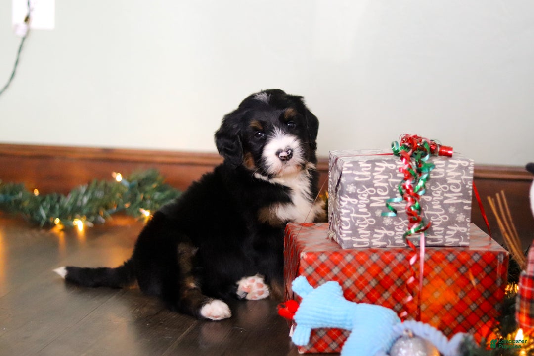 Bernedoodle dogs for sale: Star - Ad 4