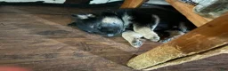German Shepherd dogs for sale: German Shepherd Puppy 2 - Ad 8