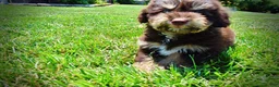 Havapoo dogs for sale: Epic - Ad 12