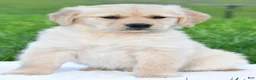 Golden Retriever dogs for sale: Diesel - Ad 2