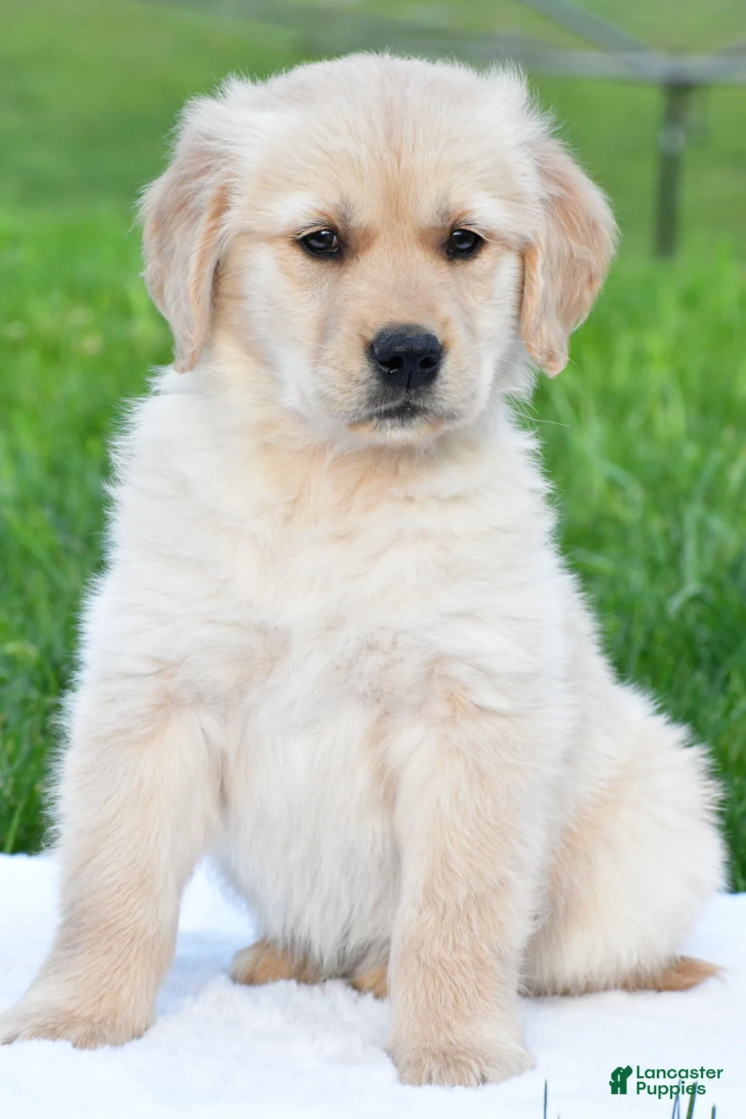 Golden Retriever dogs for sale: Diesel - Ad 2