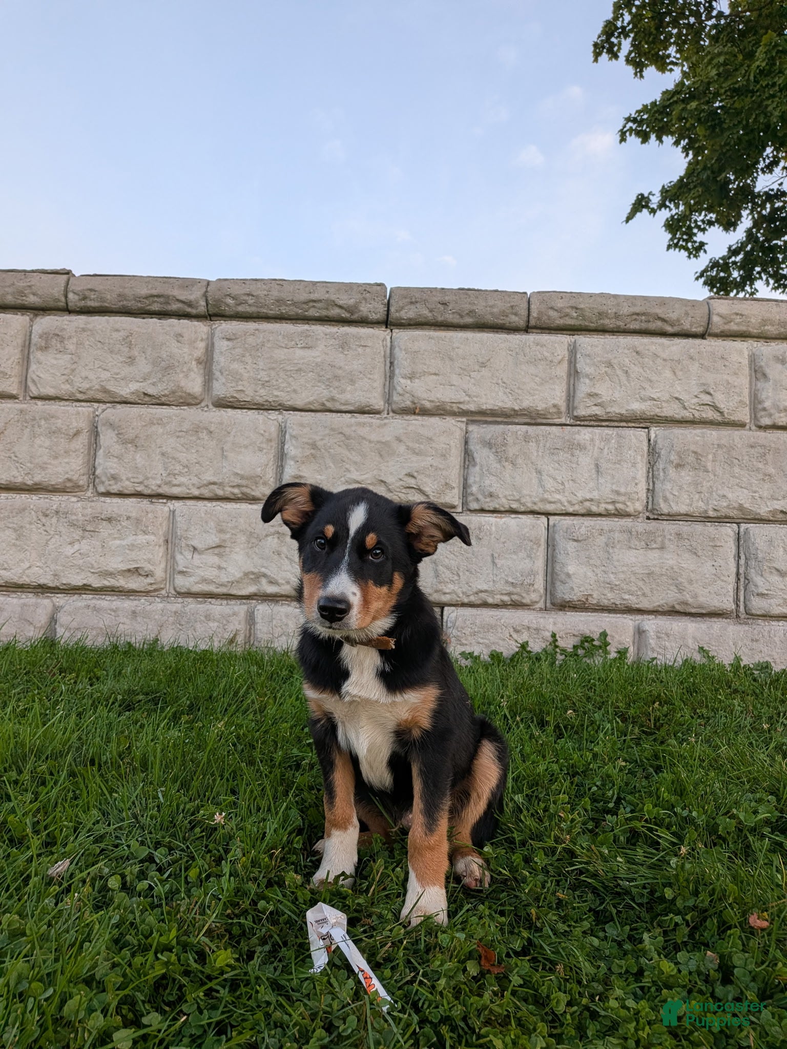 Australian Shepherd dogs Al - Ad 1