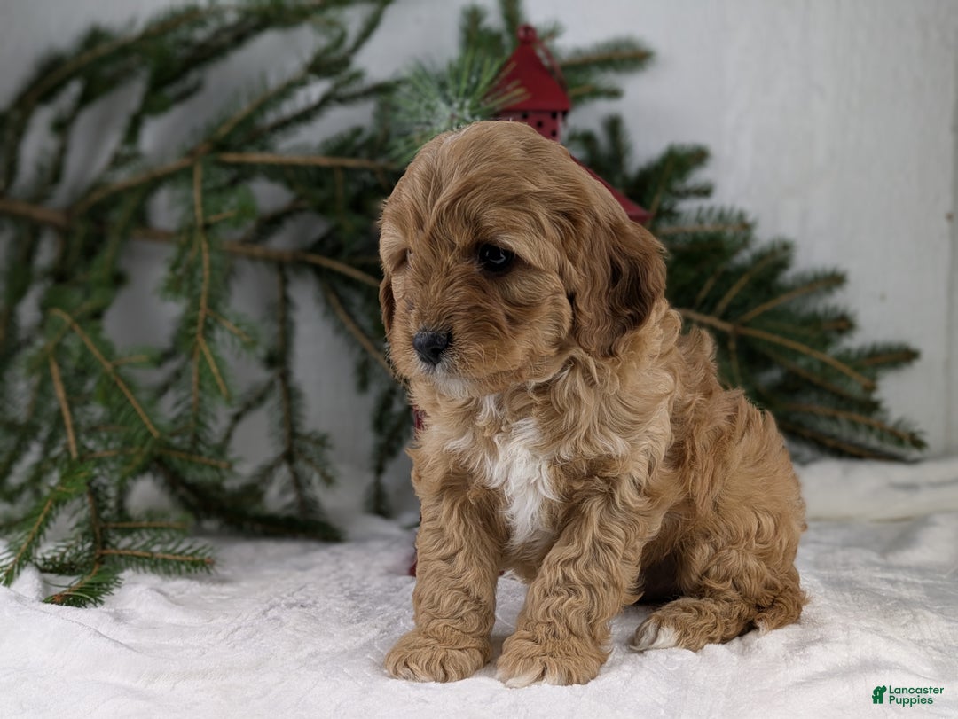 Cavapoo dogs for sale: Arthur  - Ad 4