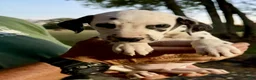 Dalmatian dogs for sale: Male 3 - Ad 3
