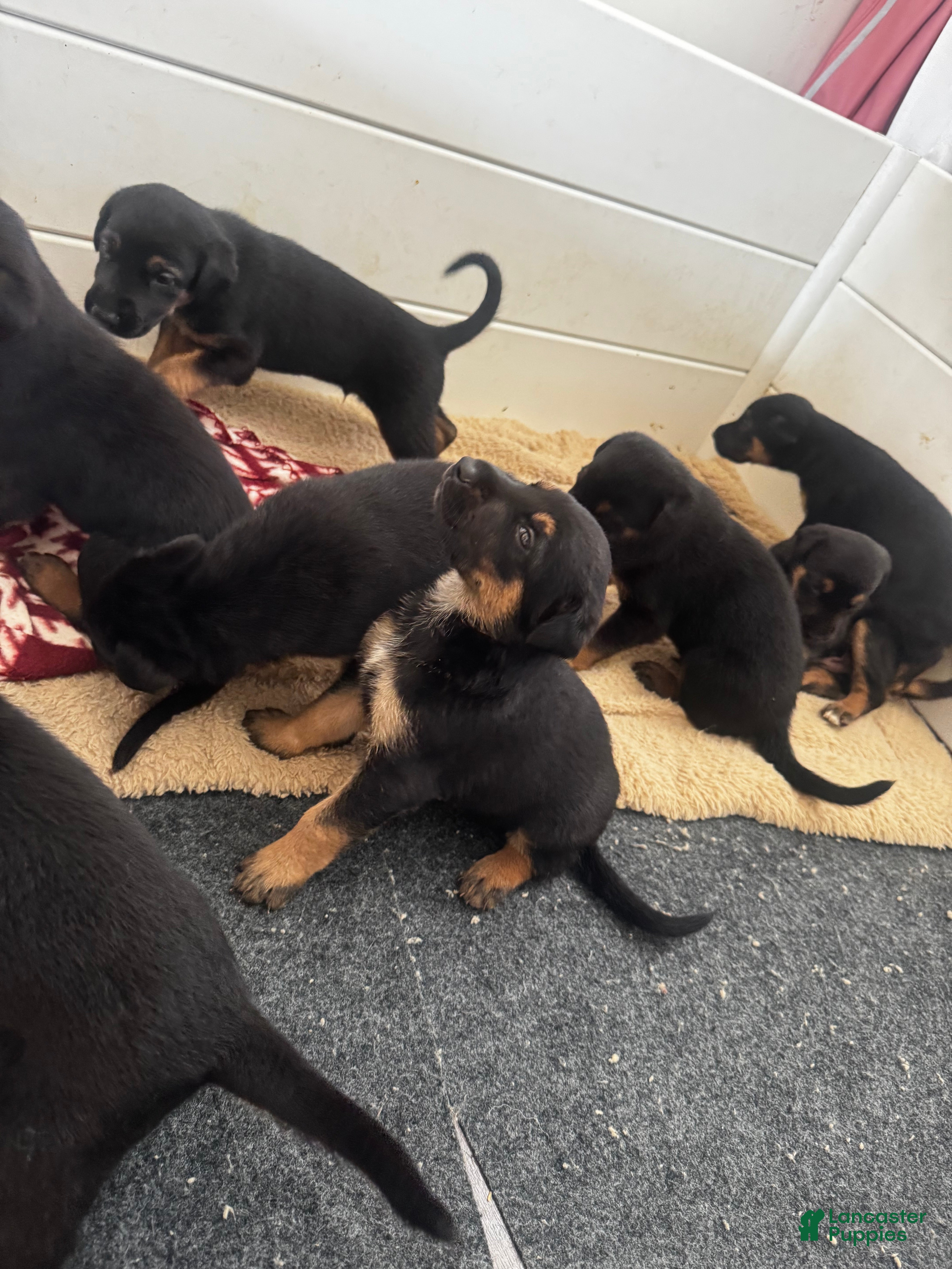 Mixed Breed dogs Mixed Breed 8 - Ad 42