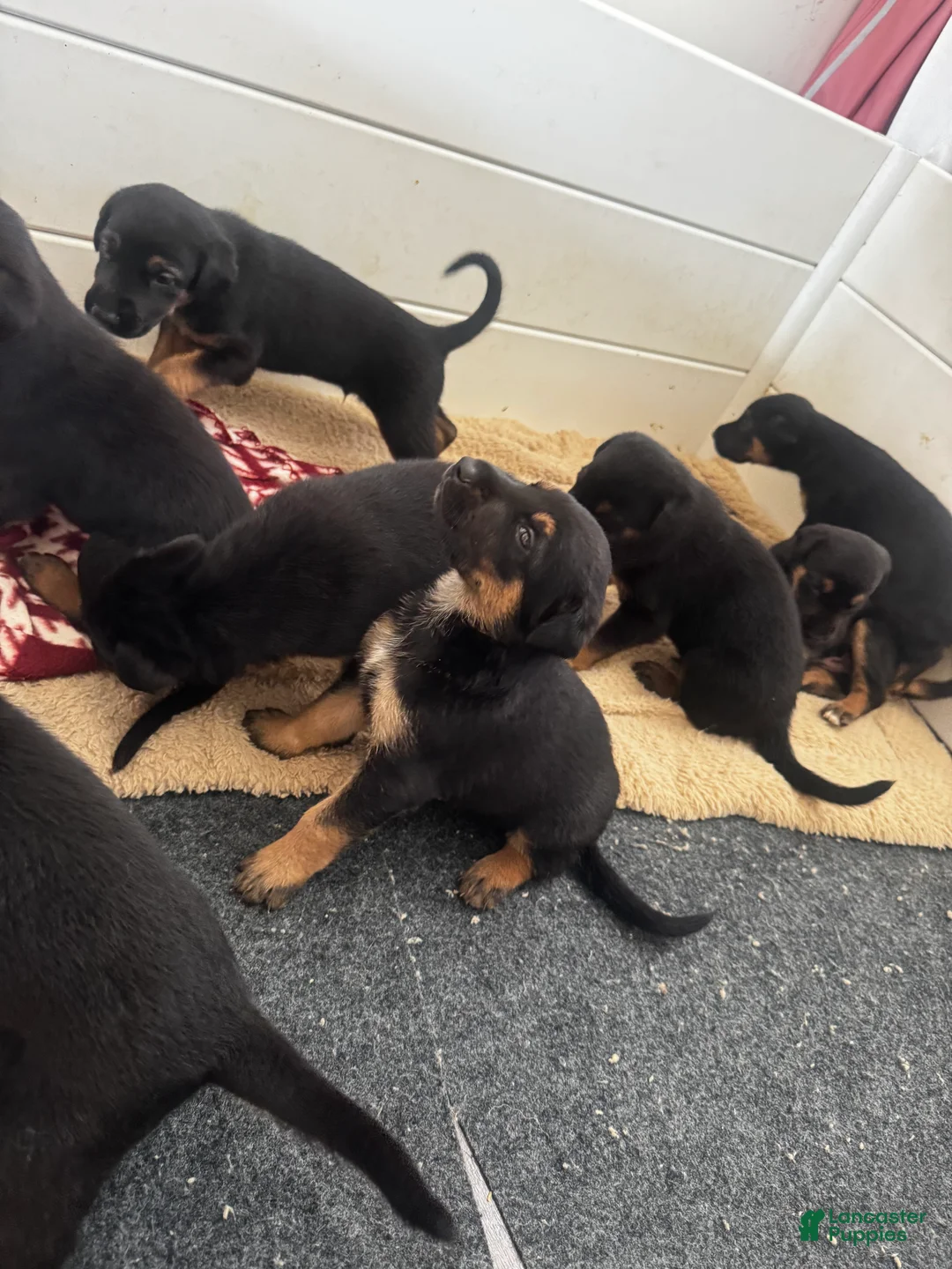 Mixed Breed dogs for sale: Mixed Breed 8 - Ad 1