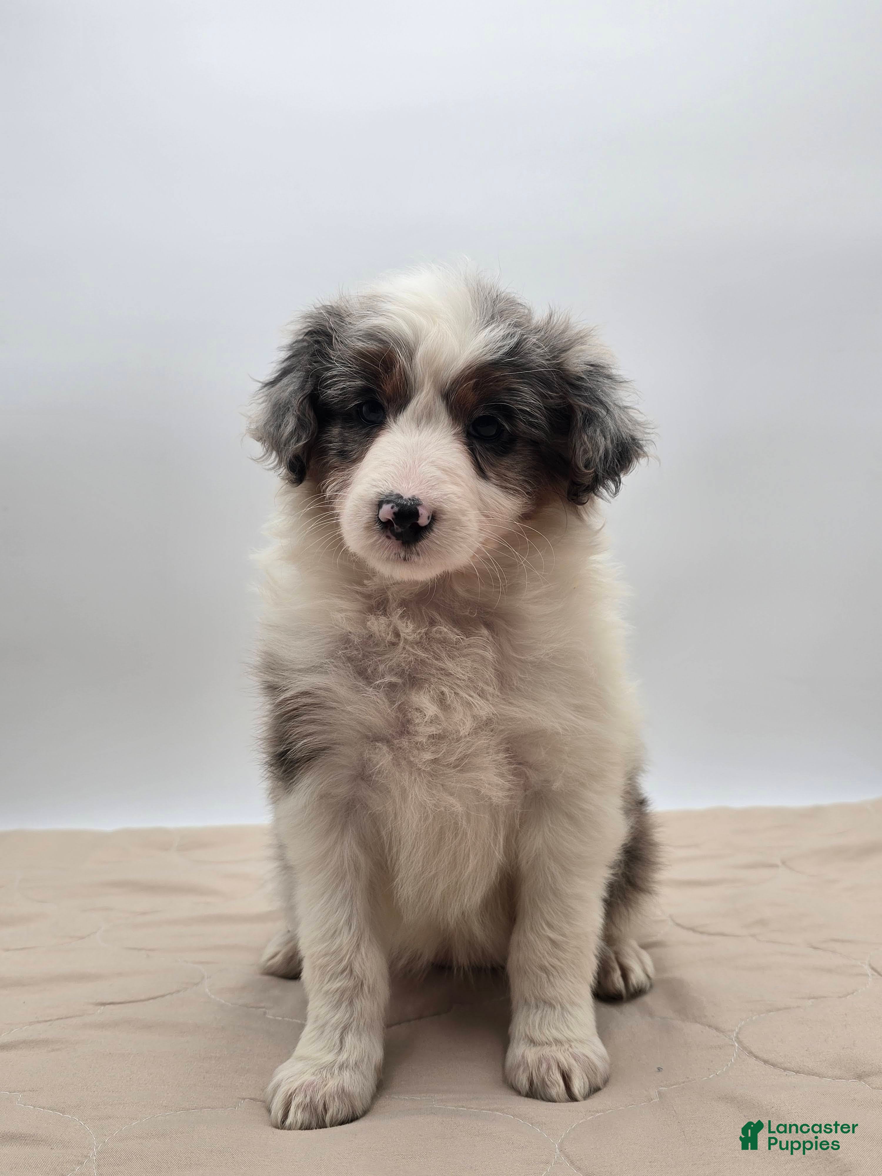 Aussiedoodle dogs Oakley - Ad 2