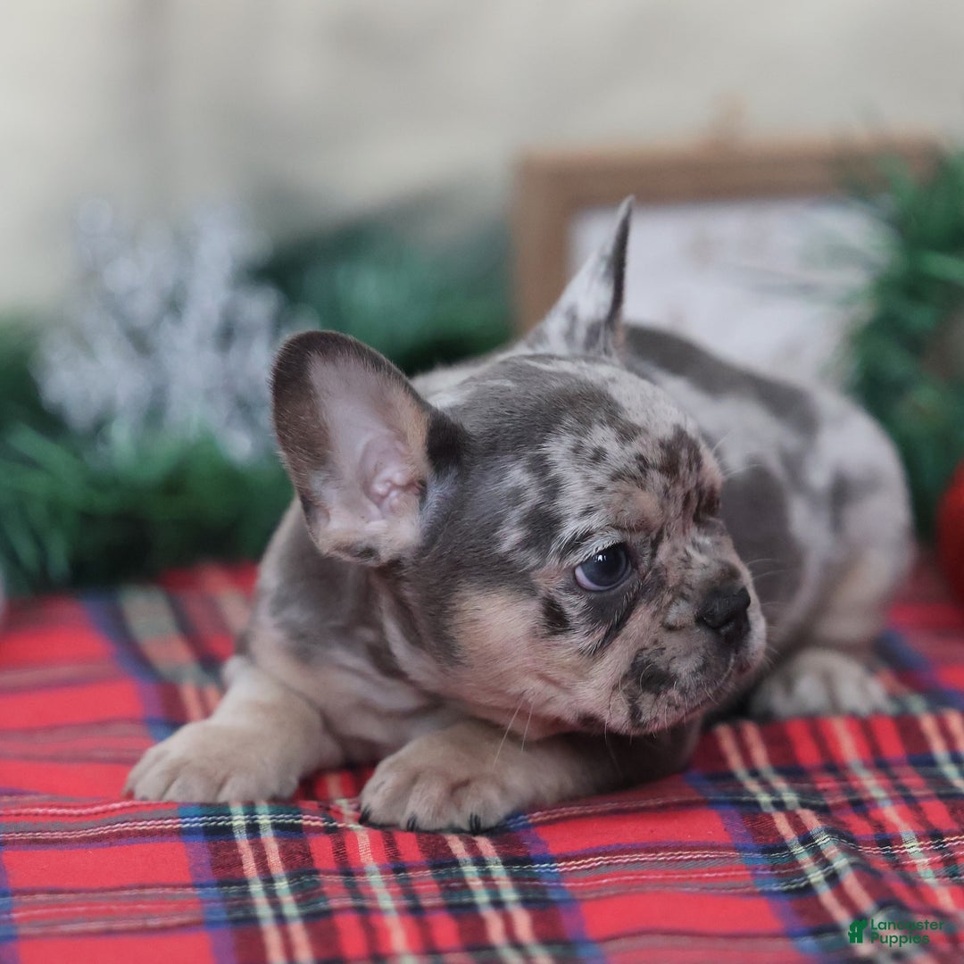 French Bulldog dogs for sale: Alex - Ad 5