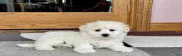 Coton De Tulear dogs for sale: Rodney - Ad 4