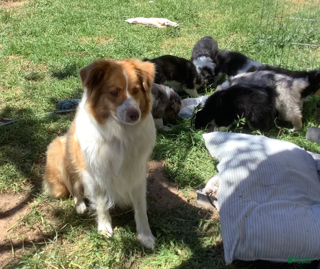 Australian Shepherd dogs for sale: Australian Shepherd Puppy 7 - Ad 2