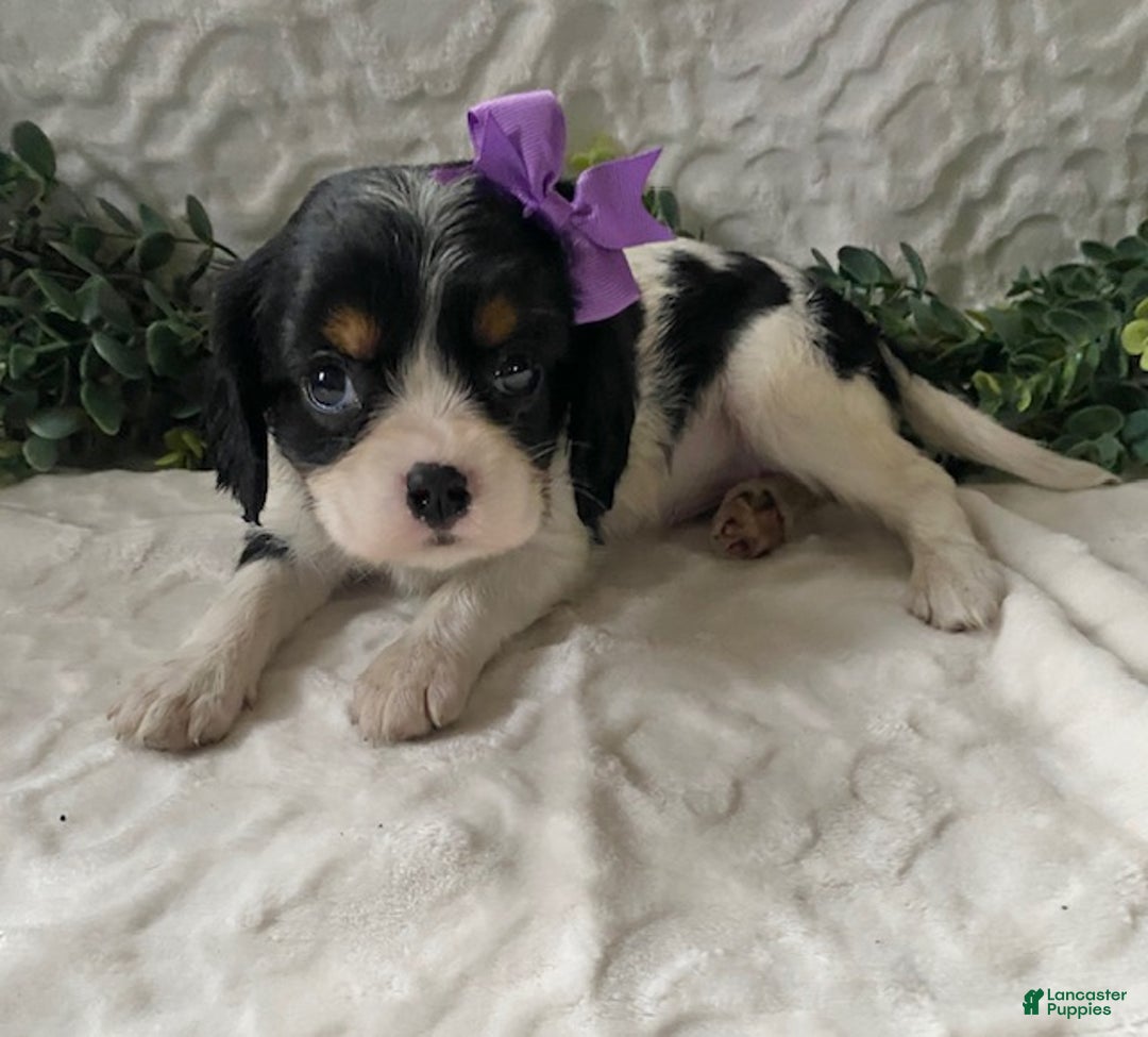 Cavalier King Charles Spaniel dogs for sale: Gabby- black tricolor - Ad 2