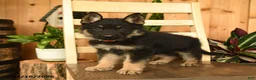 German Shepherd dogs for sale: Jeremiah  - Ad 5