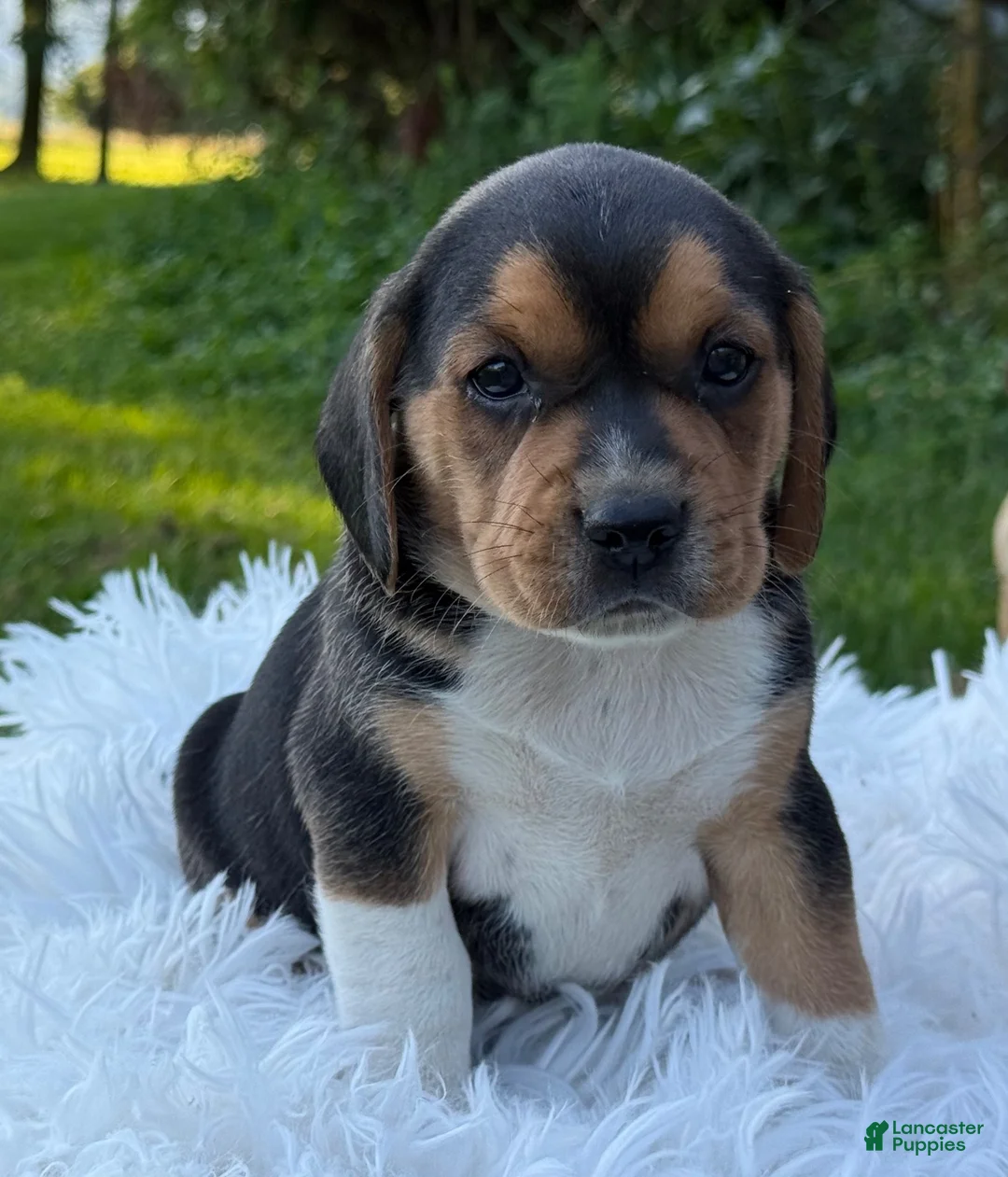 Puggle dogs for sale: Paxton - Ad 8