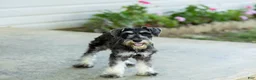 Miniature Schnauzer dogs for sale: Francis - Ad 1