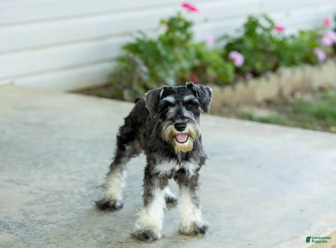 Miniature Schnauzer dogs for sale: Francis - Ad 1