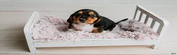 Basset Hound dogs for sale: Kimmie - Ad 9