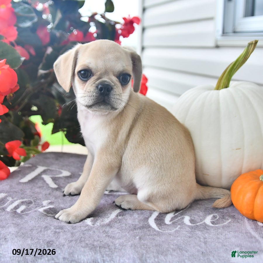 Puggle dogs Autumn - Ad 2