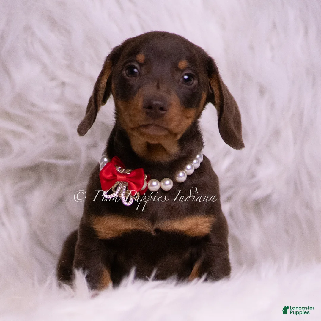 Miniature Dachshund dogs for sale: Pretzel - Ad 1