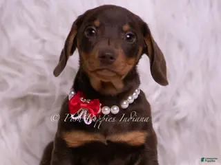 Miniature Dachshund dogs Pretzel - Ad 16