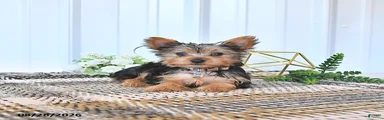 Lola