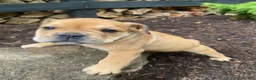 Mixed Breed dogs for sale: Layla - Ad 6