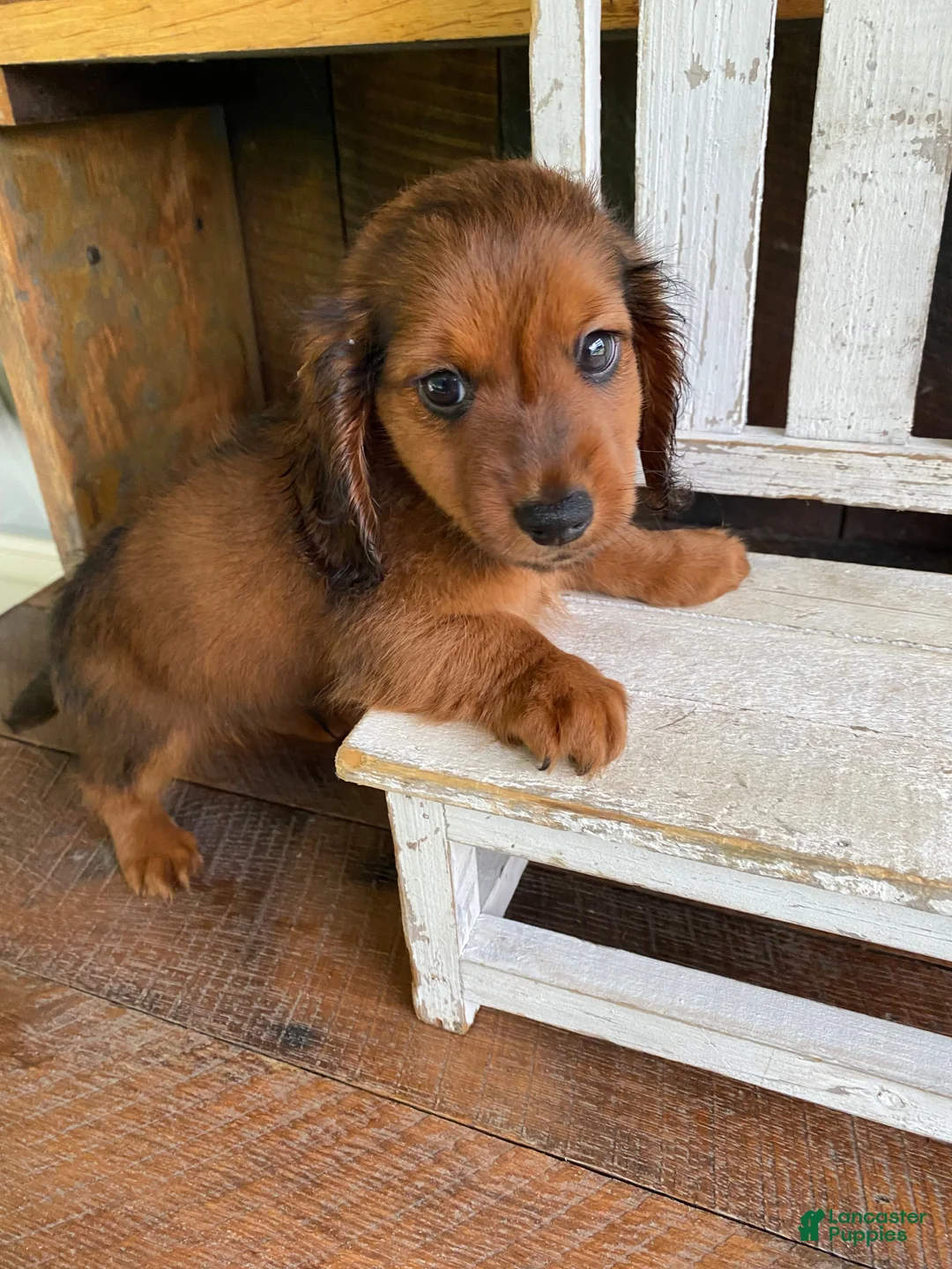 Miniature Dachshund dogs for sale: Bo - Ad 2