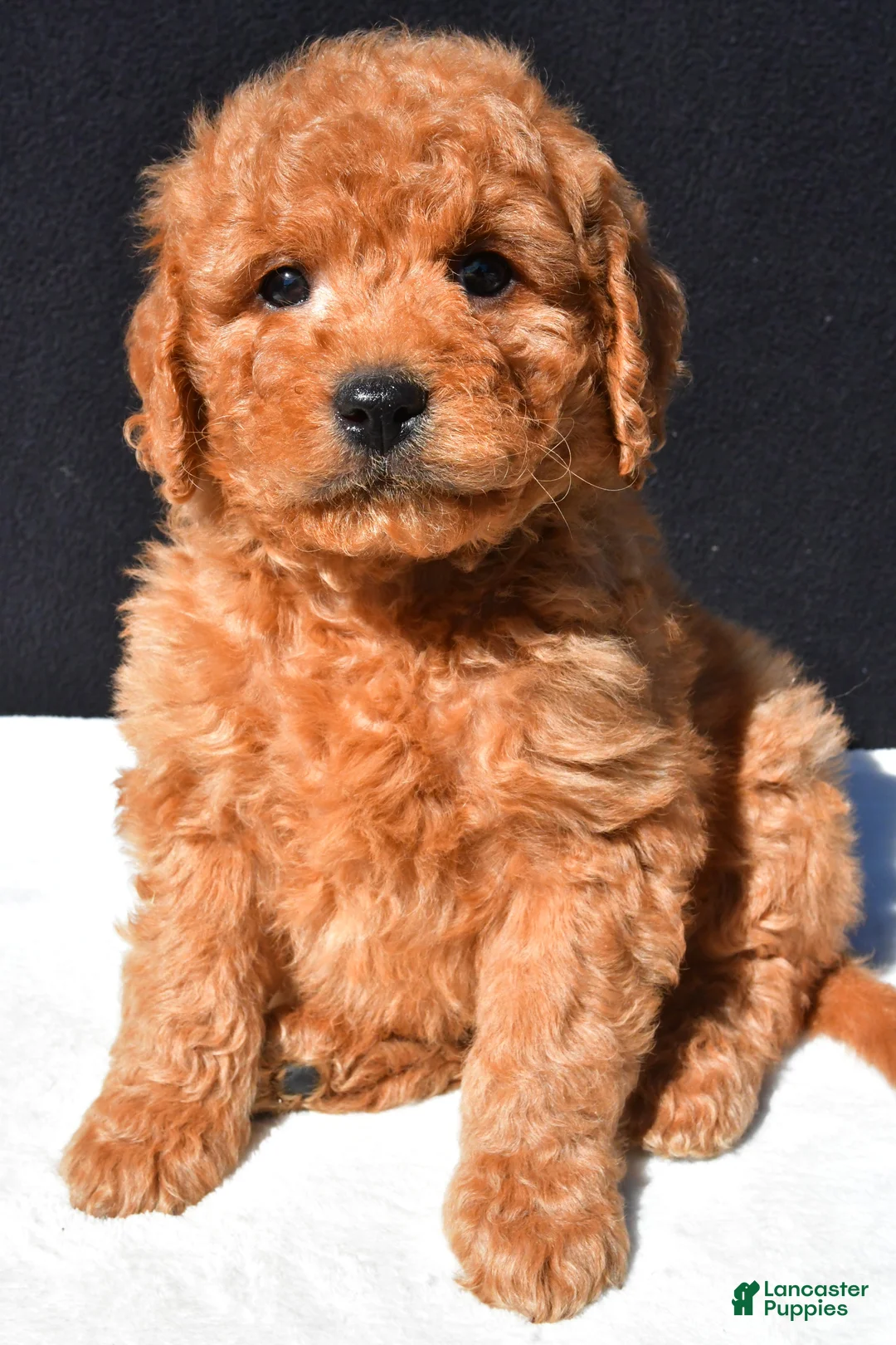 Mini Goldendoodle dogs for sale: Teddy - Ad 8