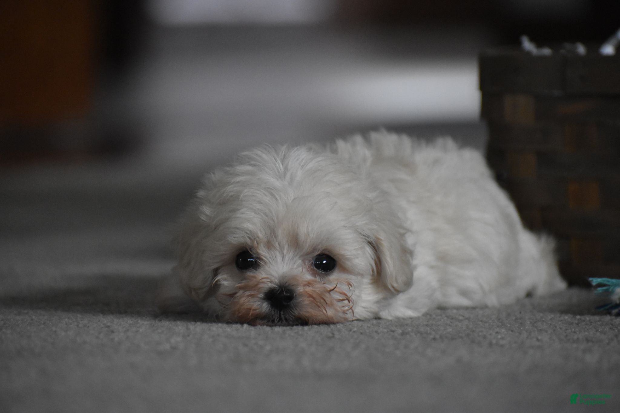 Maltipoo dogs Archie - Ad 2
