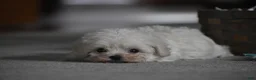 Maltipoo dogs for sale: Archie - Ad 2