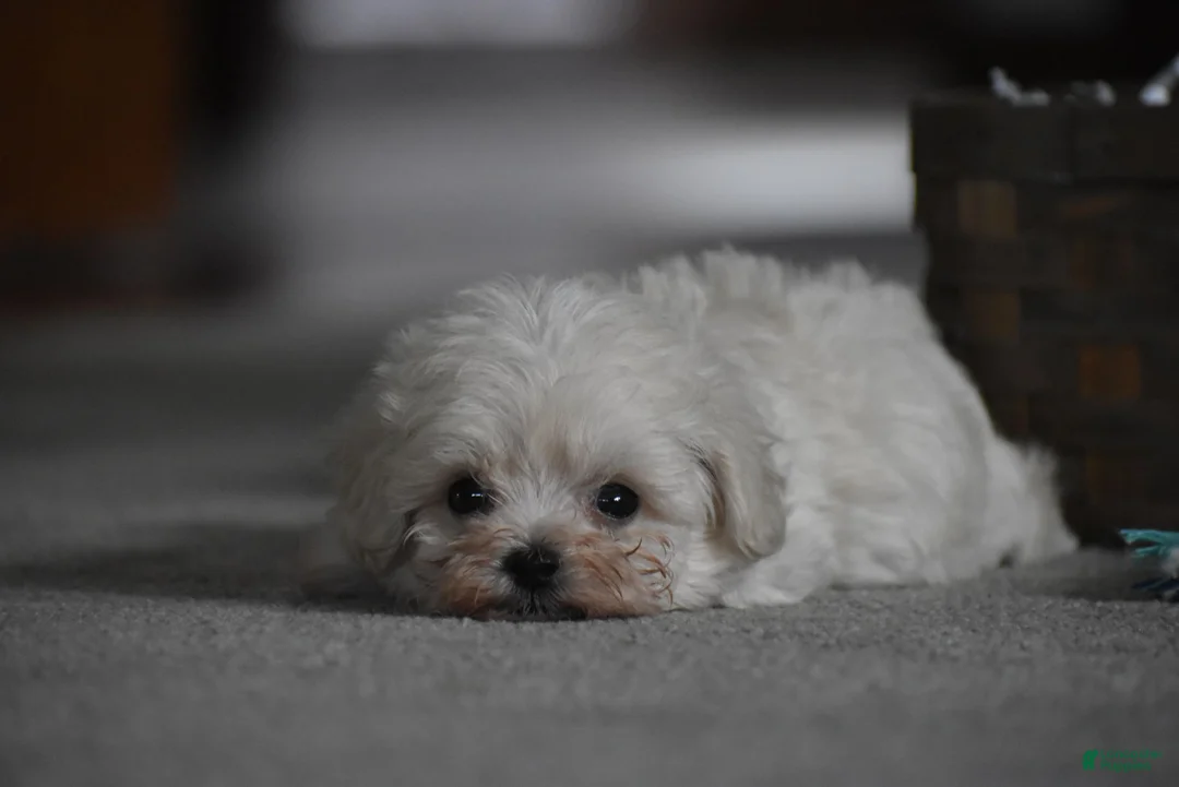 Maltipoo dogs for sale: Archie - Ad 2