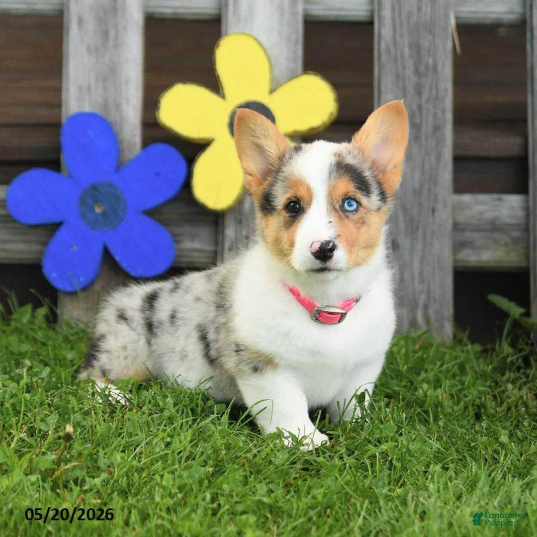 Welsh Corgi Pembroke dogs for sale: Bella    - Ad 1