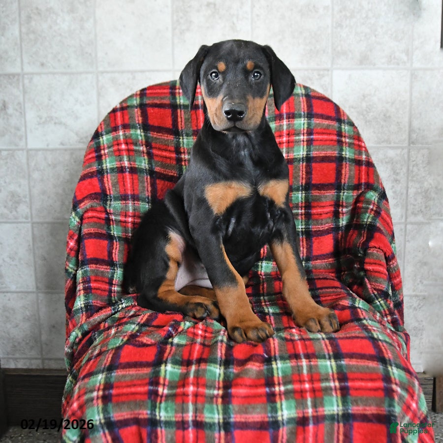 Doberman Pinscher dogs Flora   - Ad 1