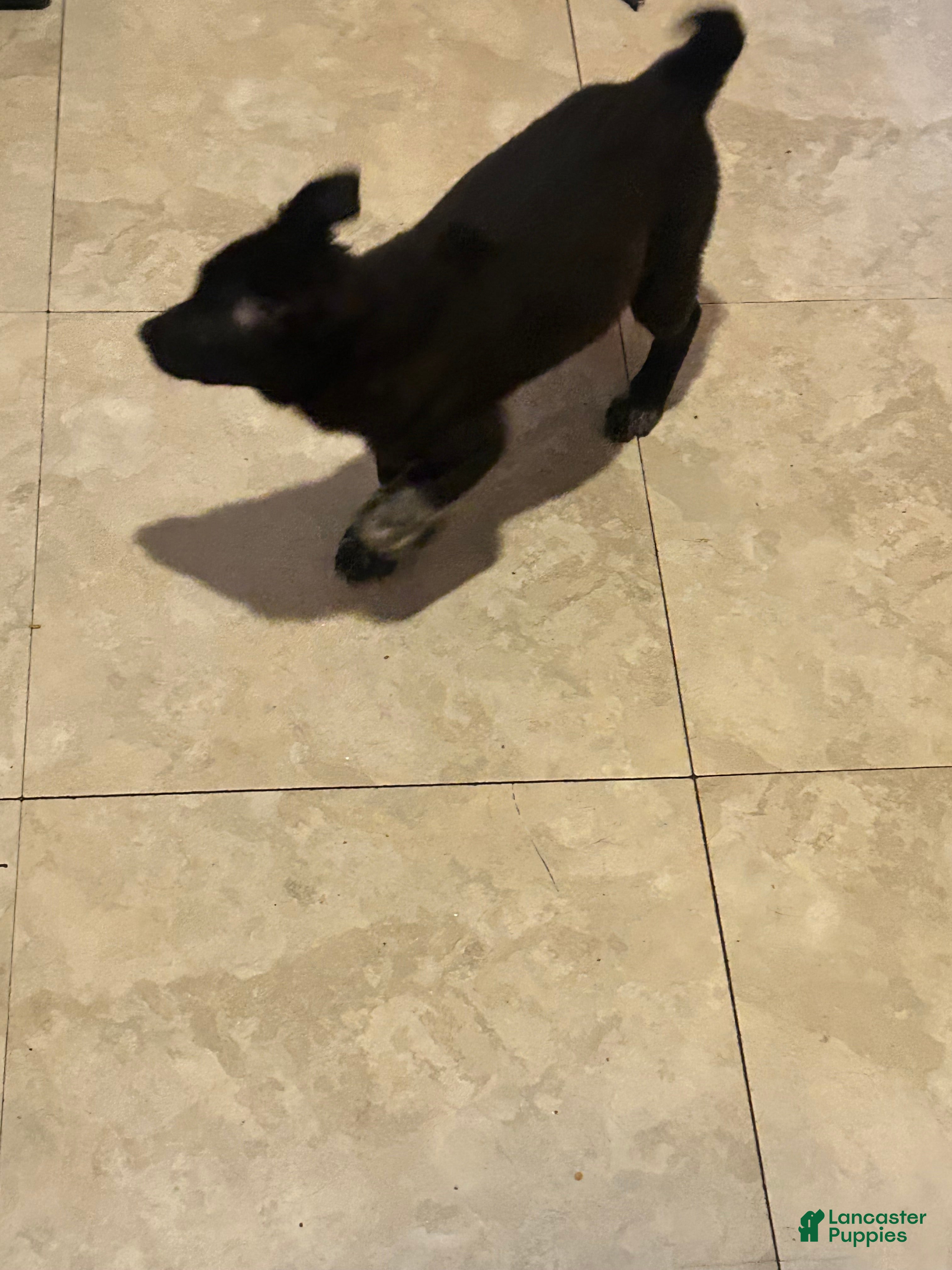 Mixed Breed dogs Jelly - Ad 2