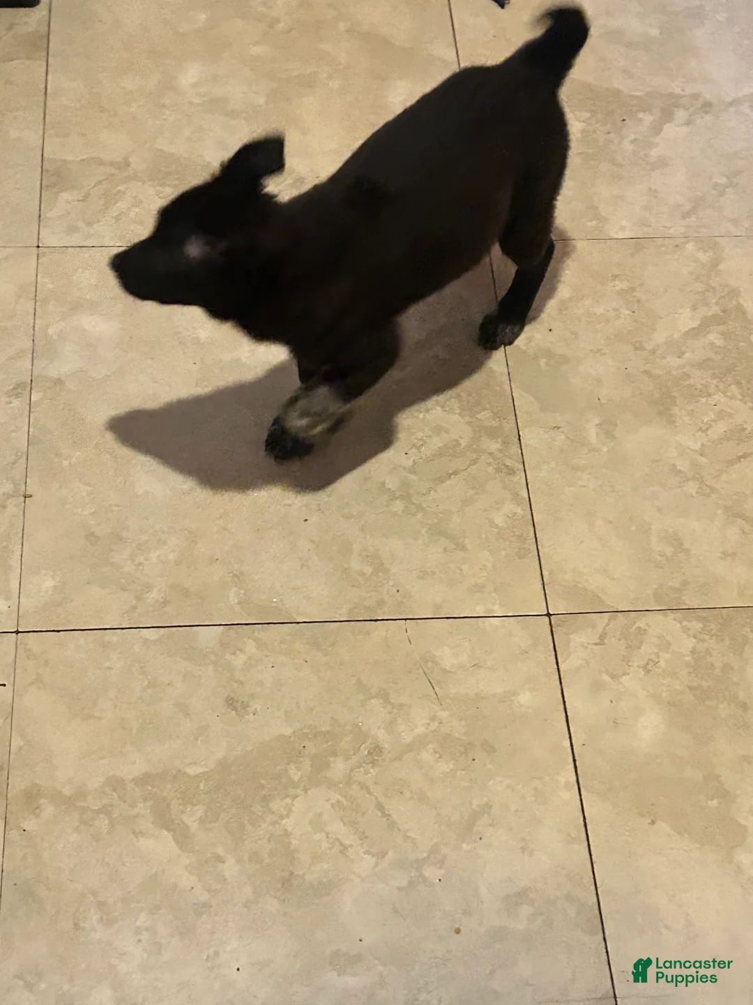 Mixed Breed dogs for sale: Jelly - Ad 2