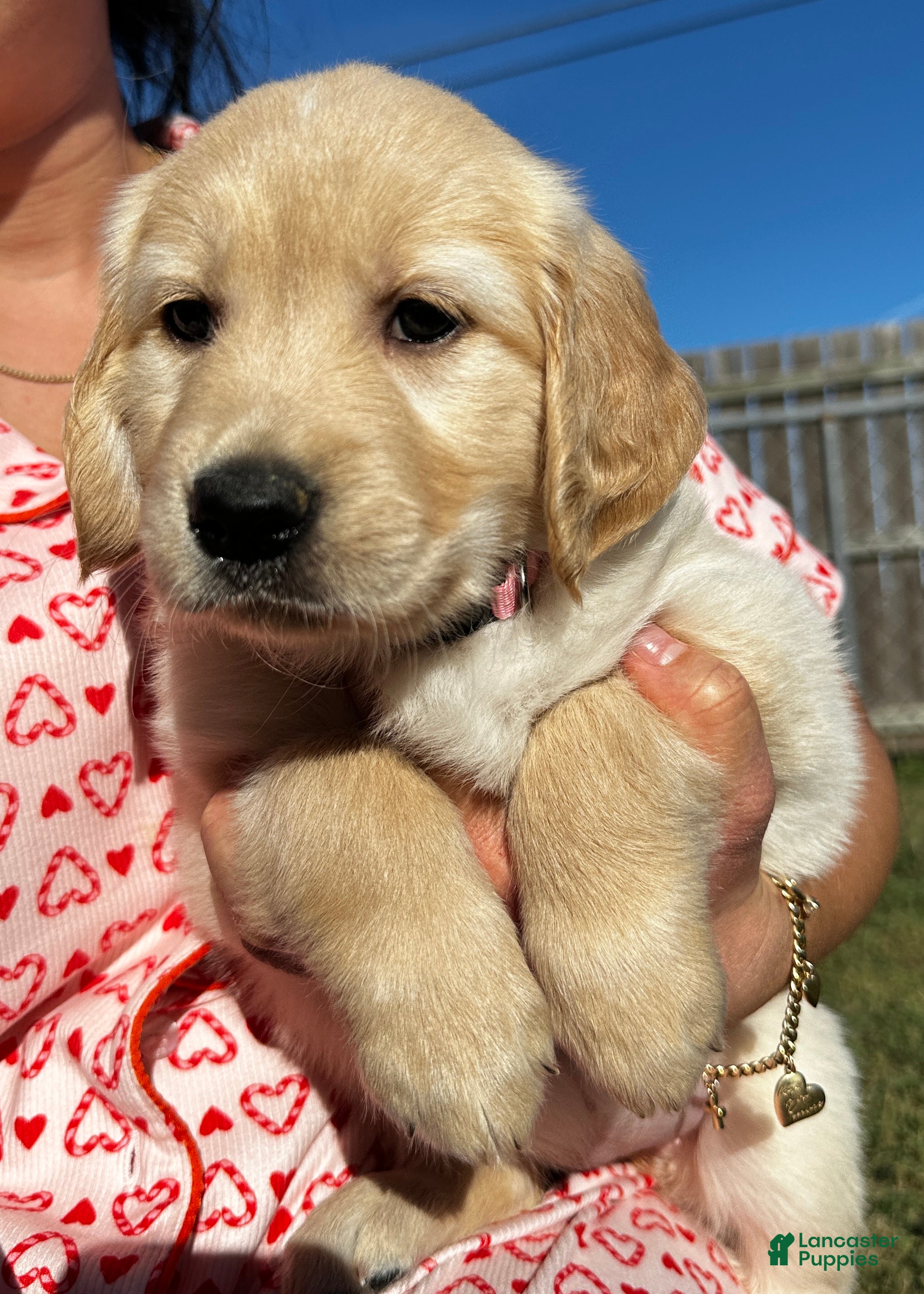 Golden Retriever dogs Pink - Ad 18