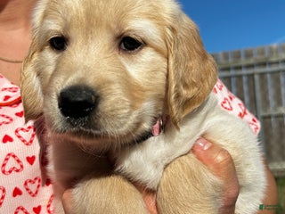 Golden Retriever dogs Pink - Ad 36