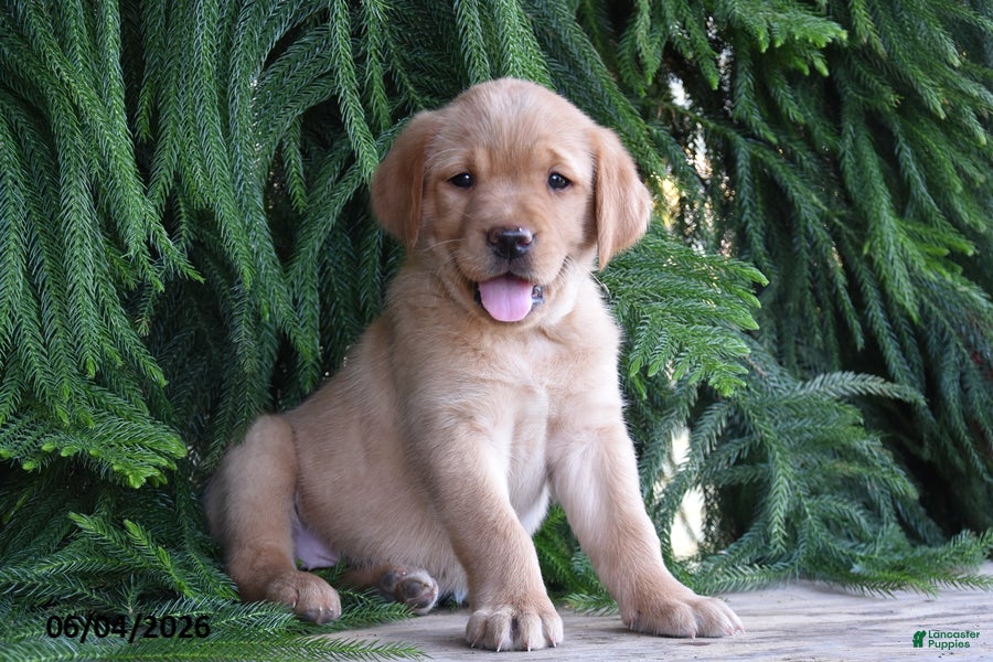 Goldador dogs for sale: Dixie - Ad 1