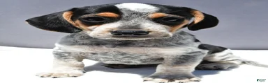 Ryan