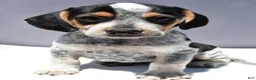 Beagle dogs for sale: Ryan - Ad 1